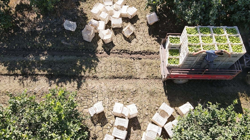 TİGEM arazisinde yetiştirilen ve ihraç edilen sertifikalı limonun hasadı yapılıyor 