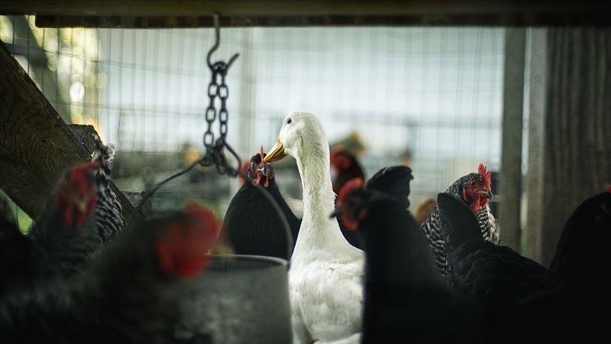 Algérie : Découverte d’un foyer de grippe aviaire H5N1 à Médéa, près de 40 000 volailles décimées