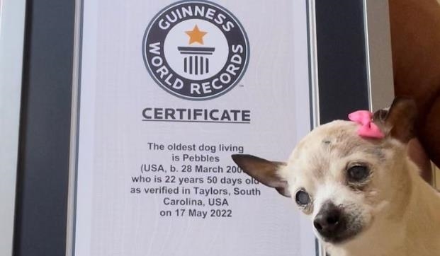 Despite Falling 142 Dogs Short of the GUINNESS WORLD RECORDS