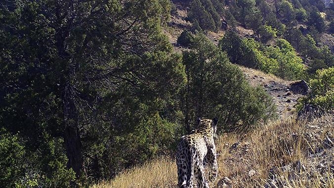 Tertangkap kamera, Macan tutul Anatolia terbukti tidak punah di Turki