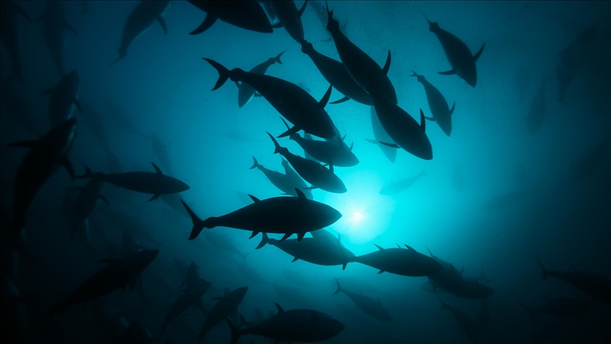 Seuls 22 % des espèces de poissons et de fruits de mer de l’ouest de la Méditerranée ont des niveaux de mercure sûrs