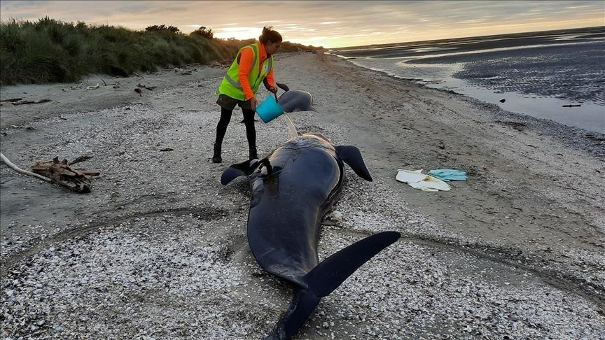 10 whales dead, dozens stranded on Indonesia's Java island - National