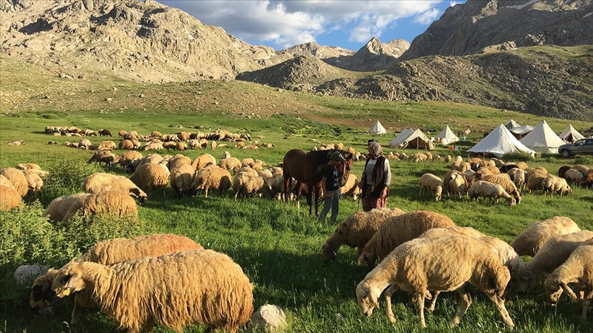 'Islah ettiği' kuzularıyla üretimi ve hayvan sayısını artırdı