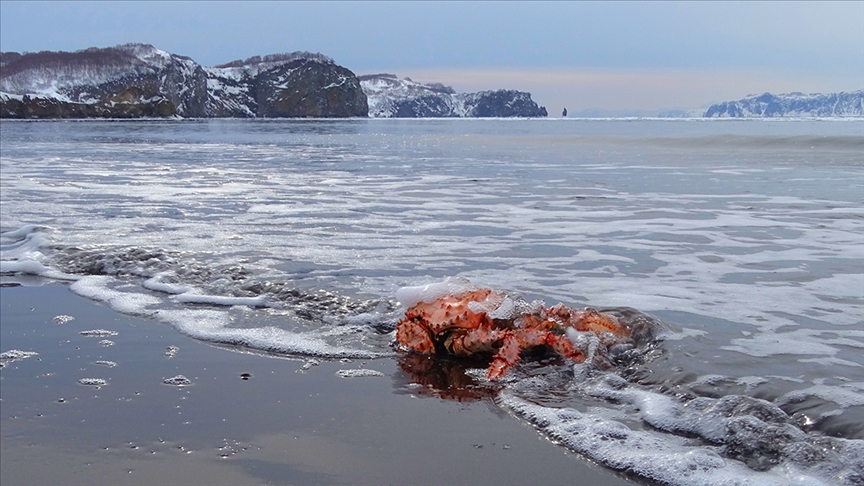 Alaska'da kar yengeçlerinin yüzde 90'ı yok oldu