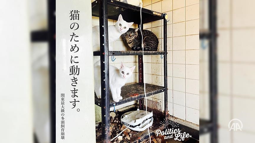 Hordes of cats fight for life in locked house in Japan after owner admitted to hospital