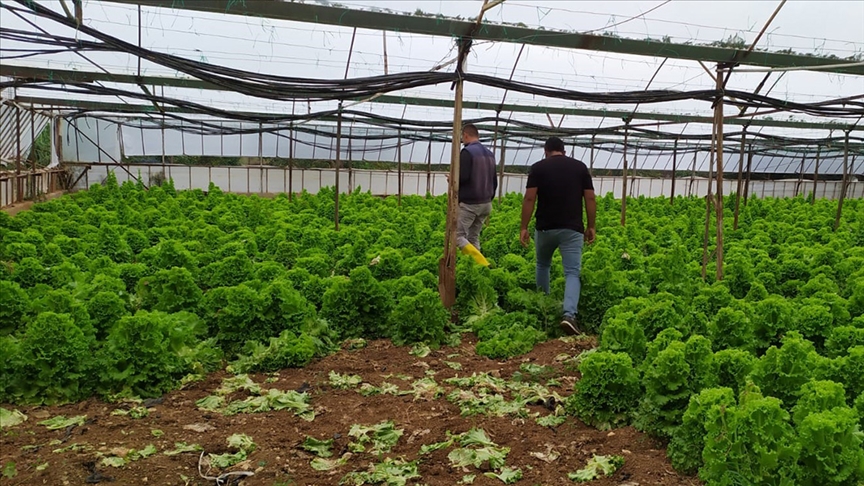 Antalya'da dolu ve fırtınadan etkilenen tarım alanlarında hasar tespiti yapılıyor