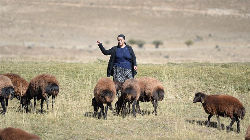 Islah projesi Bingöllü koyun yetiştiricisi kadınların verimli üretim yapmasını sağladı