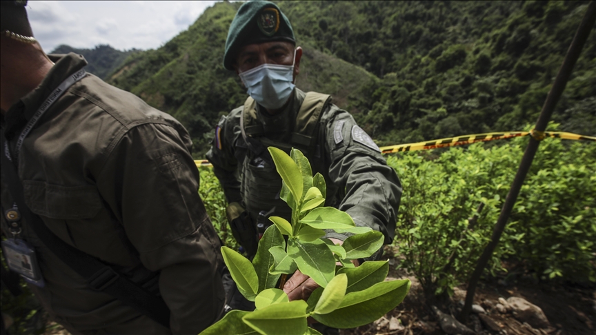 Colombia breaks record for coca cultivation UN report