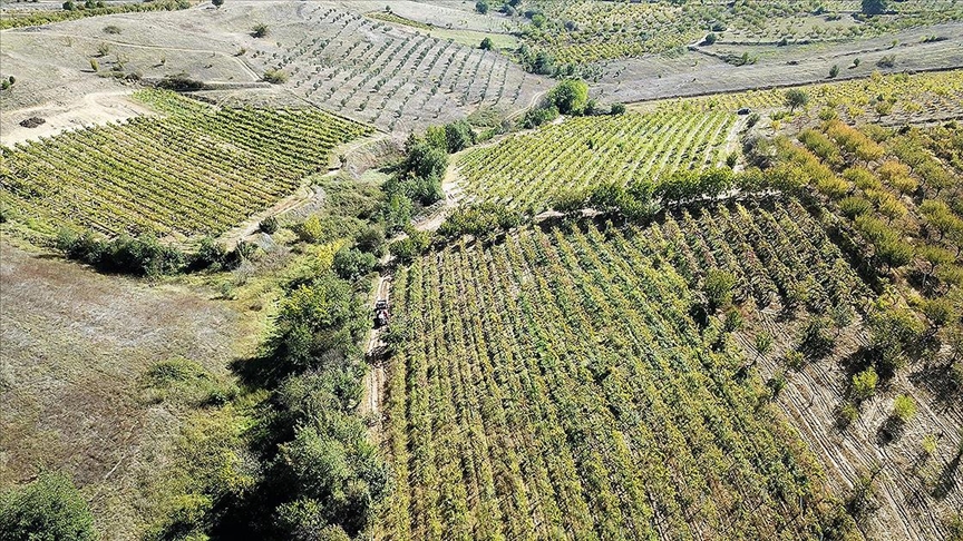 Söğüt'te köylüler modernize edilmiş bağlarında hasat yapıyor