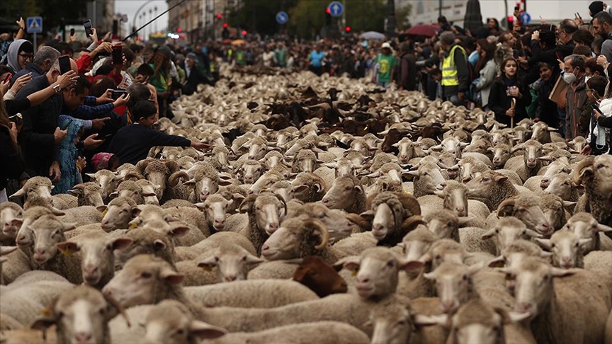 Srednjovjekovna tradicija: Ovce i koze na ulicama u centru Madrida