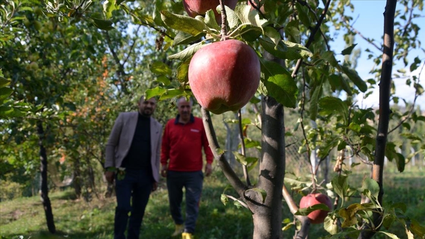 elma ve meyveler telefon