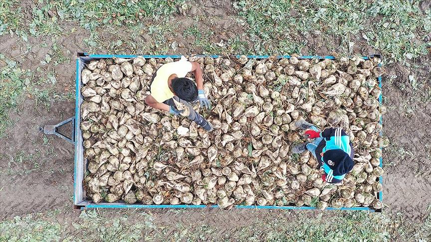Karslı pancar üreticileri, bazı bölgelerde dönüm başına 7-8 ton civarında ürün alıyor