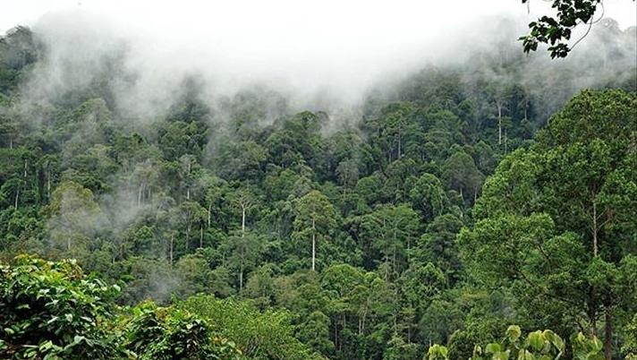 Germany pledges millions to help Brazil protect  rainforest, Environment News