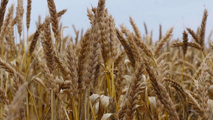 باكستان توافق على استيراد 300 ألف طن قمح من روسيا
