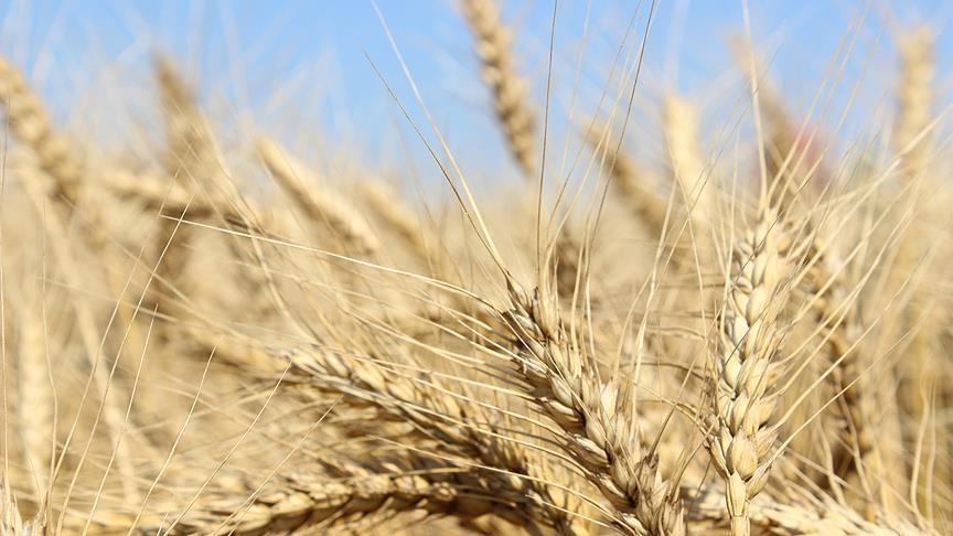 Ministre libanais : "La Russie va fournir 25 000 tonnes de blé au Liban"