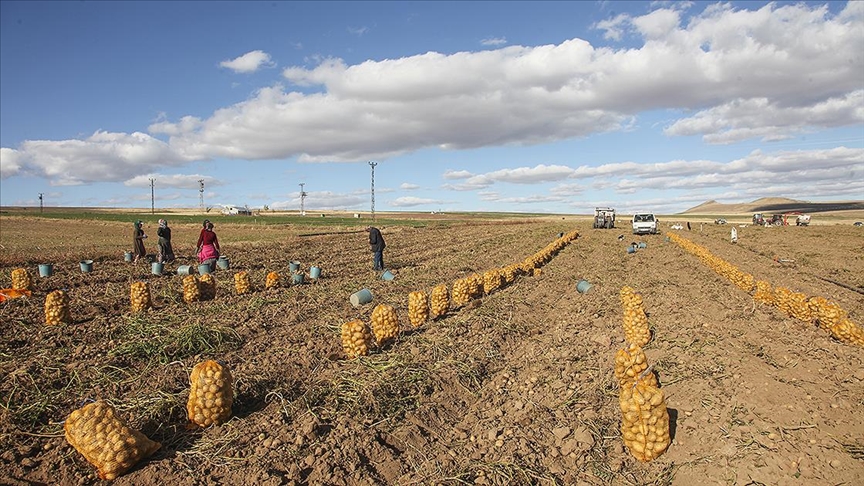 Ahlat'ta patates hasadından 170 bin ton ürün bekleniyor