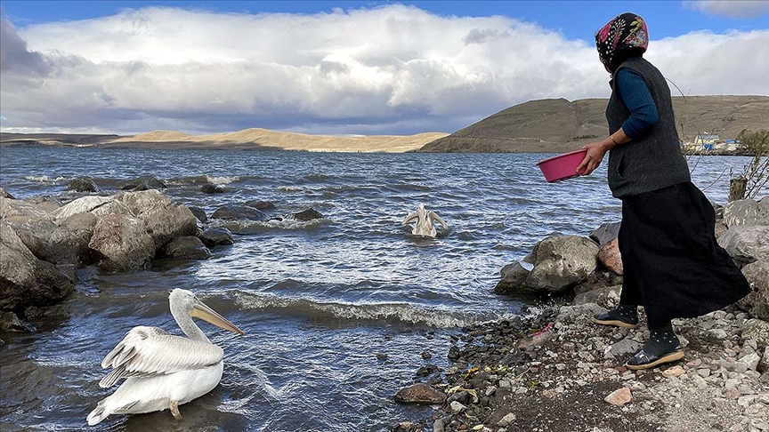 Ardahan'da balıkçı ailenin sahiplendiği iki pelikan göç etmedi
