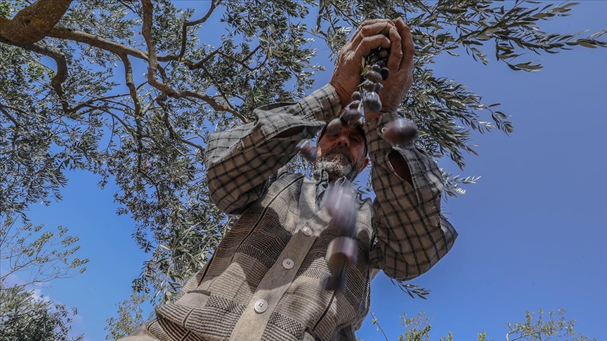 İdlib'de çiftçiler, bombardımanın gölgesinde zeytin hasadına başladı