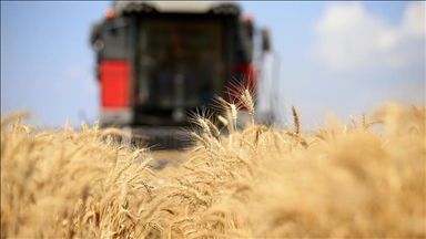 Diplomatic efforts underway on Russian grain, fertilizer exports, says Türkiye