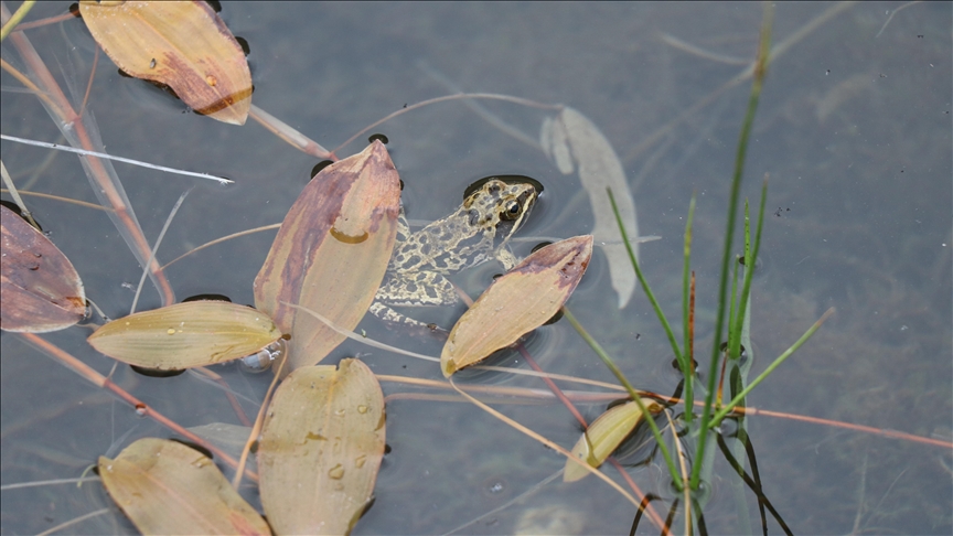 Global warming threatens Türkiye's critically endangered Taurus frog: Expert