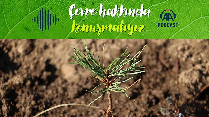 ‘Milli Ağaçlandırma Günü’ Türkiye’nin iklim değişikliğiyle mücadelesinde nasıl rol alıyor?