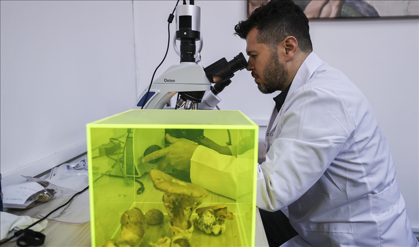 Mantar uzmanından "ikiz mantar" tuzağı uyarısı
