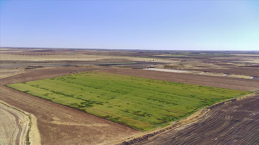 Siverek Ovası'na alternatif ürün olarak ekilen ayçiçeğinden 950 ton verim alındı