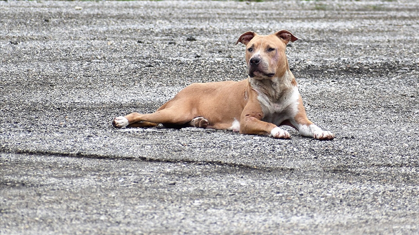 Güney Afrika'da 8 yaşındaki çocuk pitbull saldırısında hayatını kaybetti