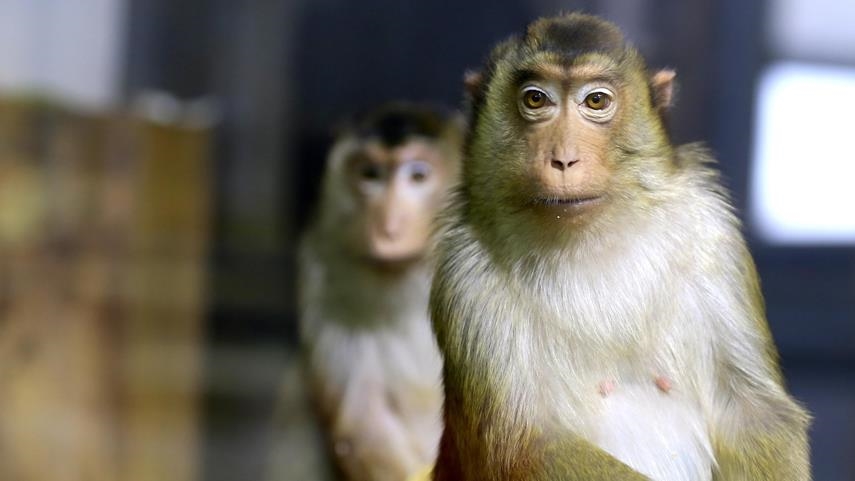 International monkey smuggling ring busted in US state of Florida