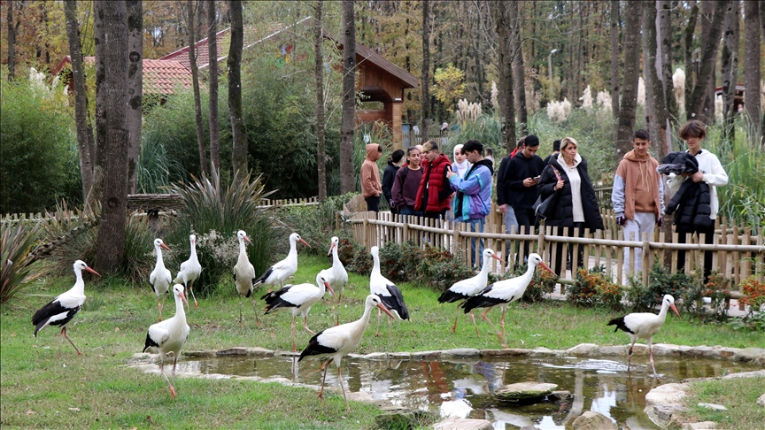 Ormanya tedavi sonrası doğaya salınamayan kuşların yuvası oldu