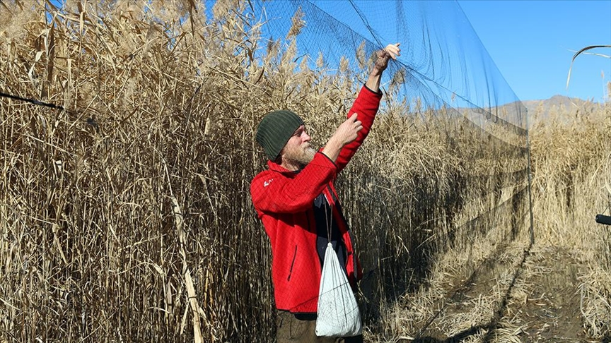 Belaruslu araştırmacı kuş cennetindeki halkalama çalışmalarında gönüllü oldu