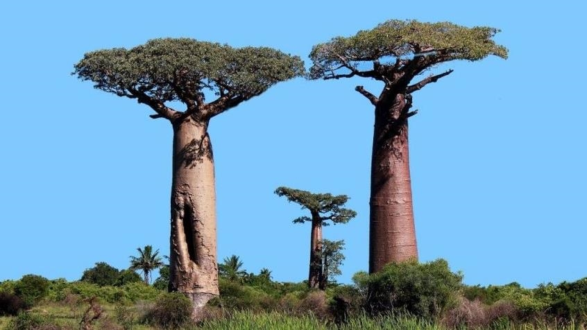 Kenya bans uprooting, export of baobab trees amid outcry