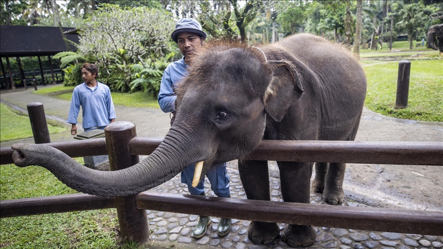 Sumatran Elephant With People