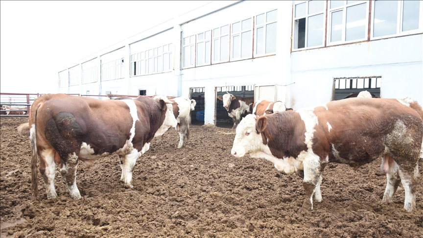 Malatya'nın kırmızı et üretimi tarıma dayalı organize sanayi bölgesiyle artacak 