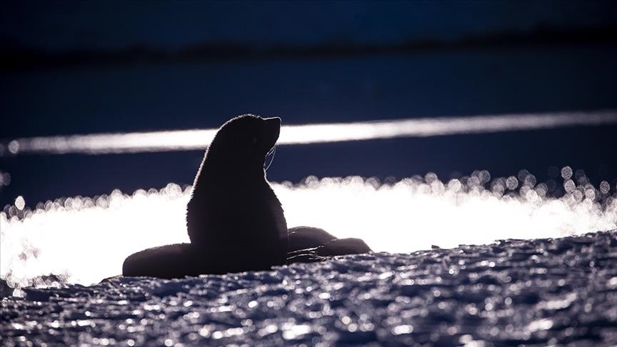 Rreth 2.500 foka gjenden të ngordhura në brigjet e Detit Kaspik