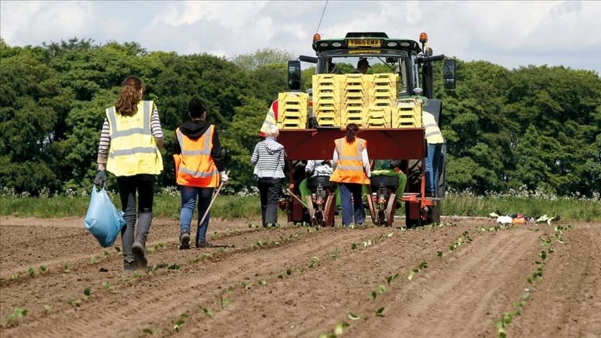 Royaume-Uni : alerte d’une éventuelle crise alimentaire