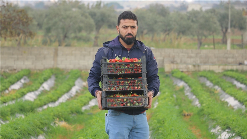 تعلم في تركيا.. سوري يؤسس أول مشروع لزراعة الفراولة في إدلب (تقرير)