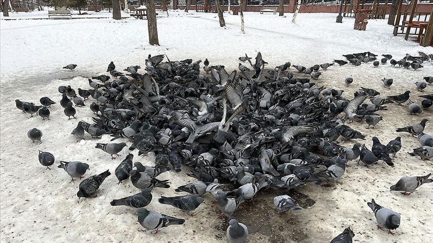 Erzurum, Ardahan ve Kars'ta soğuk hava etkisini sürdürüyor