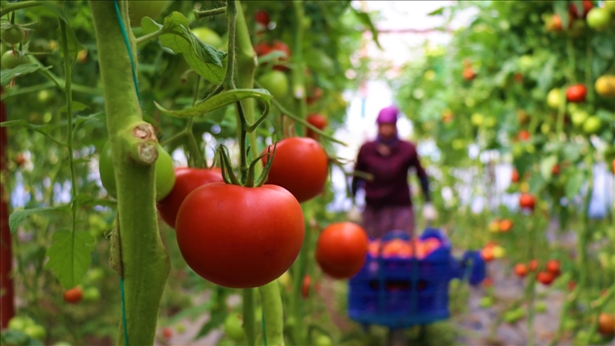 Ankara'da bu yıl en çok domates ve karpuz tüketildi