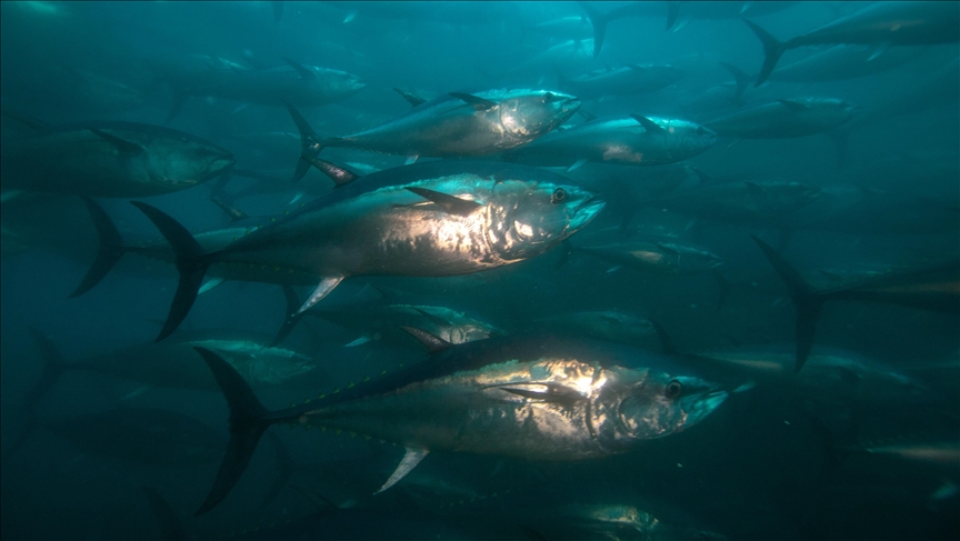 La UE “concluye un acuerdo con Reino Unido sobre las posibilidades de pesca en 2023”