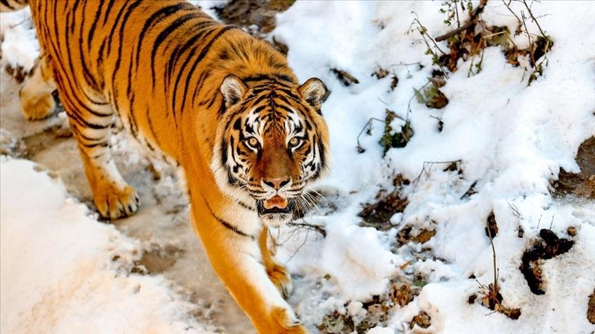Вопреки войне: Киевский зоопарк обогревают печами