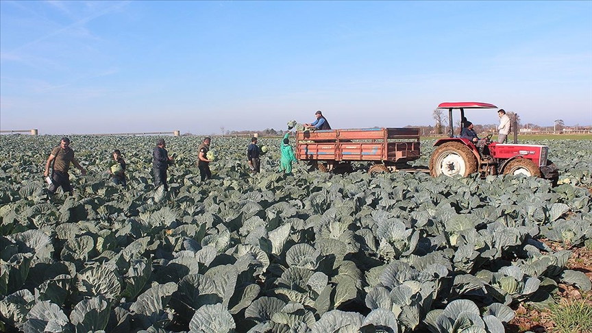 Bafra Ovası'nda 140 bin ton kelem rekoltesi bekleniyor