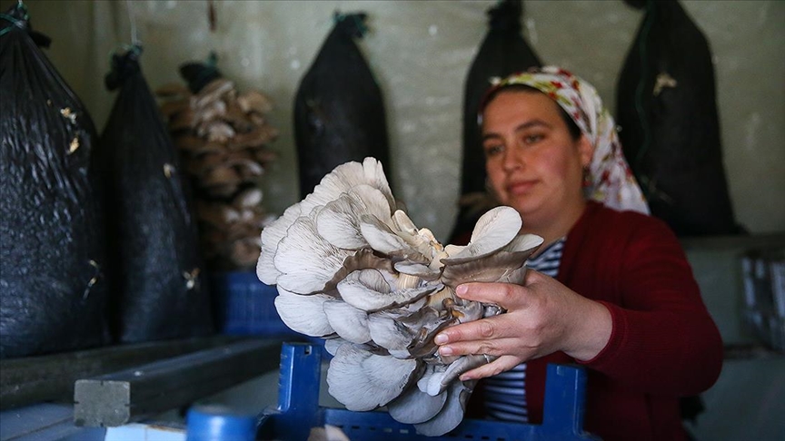 İzmirli kadınlar köy yaşam merkeziyle mantar üreticisi oldu