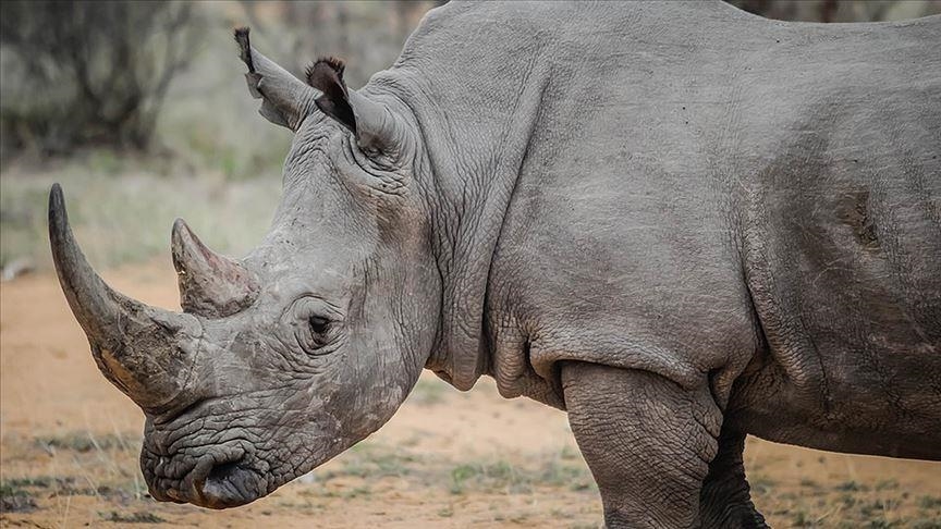 Kenyan authorities rejoice at birth of square-lipped white rhino