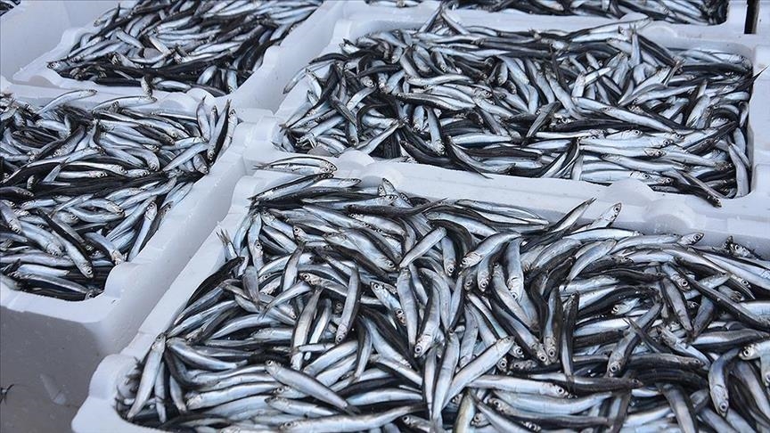 صادرات تركيا من سمك "الهمسي" تتجاوز 11 مليون دولار