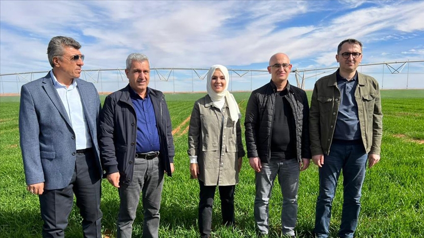 Türk şirketi Cezayir’de çölde tarım yapmaya başladı