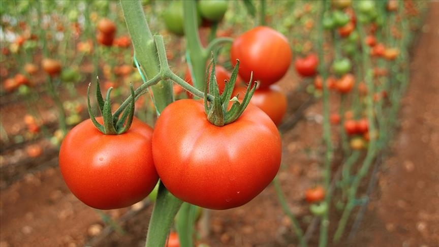 Турция за год поставила томаты в 54 страны мира