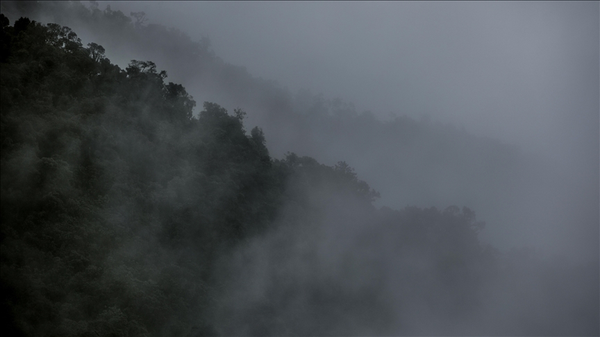 Brazil’s Amazon saw worst deforestation levels in 15 years in 2022: Report