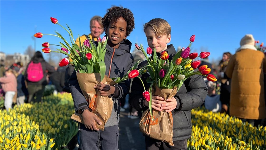 Holandë, mbahet aktiviteti i "Ditës Kombëtare të Tulipanëve"