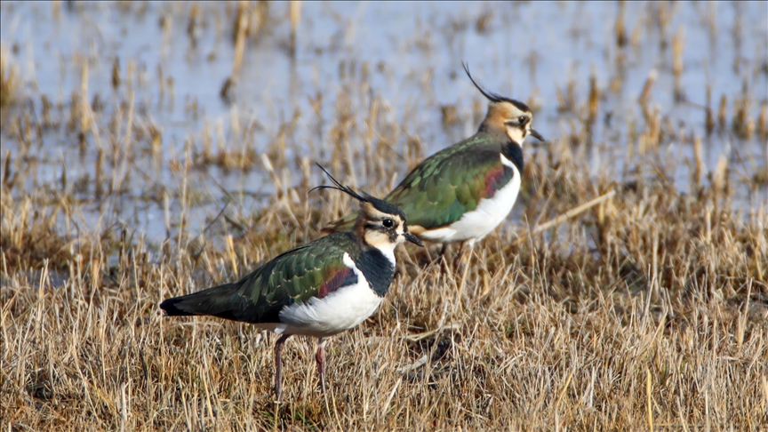 In absence of snow, endangered lapwings linger in eastern Türkiye